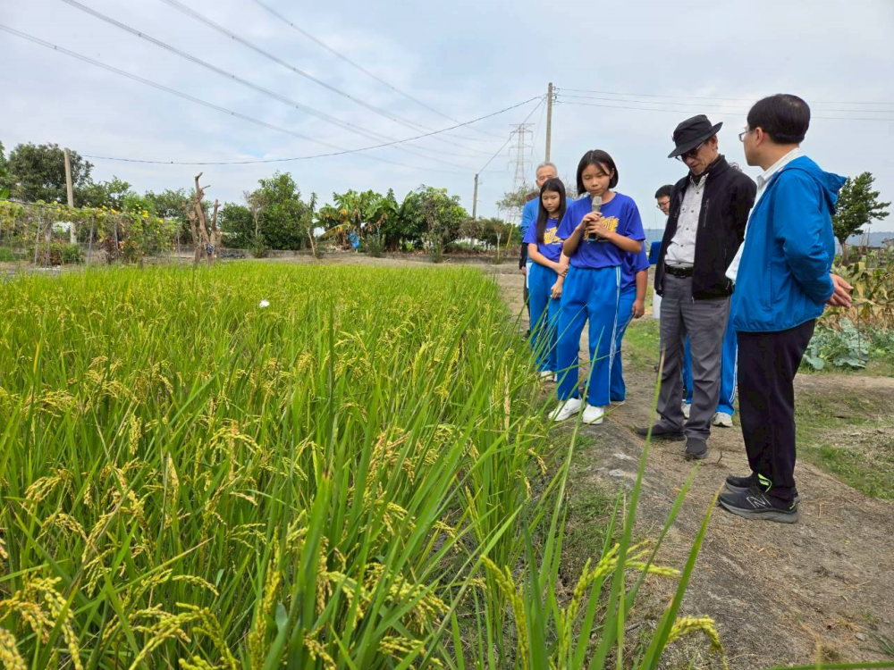 生態學校綠旗認證委員現勘(圖為明禮國小校內稻田)